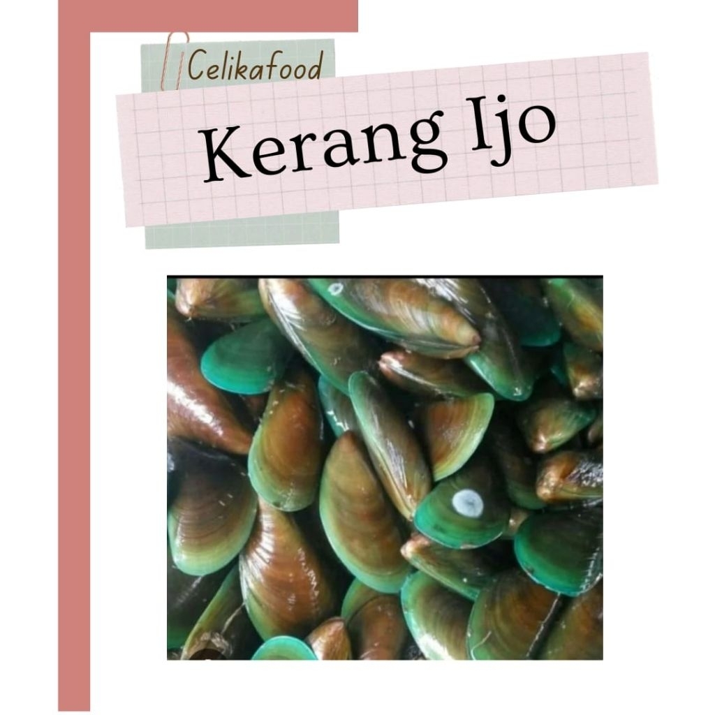 Kerang ijo Cangkang Hijau Seafood Mentah Green Mussels