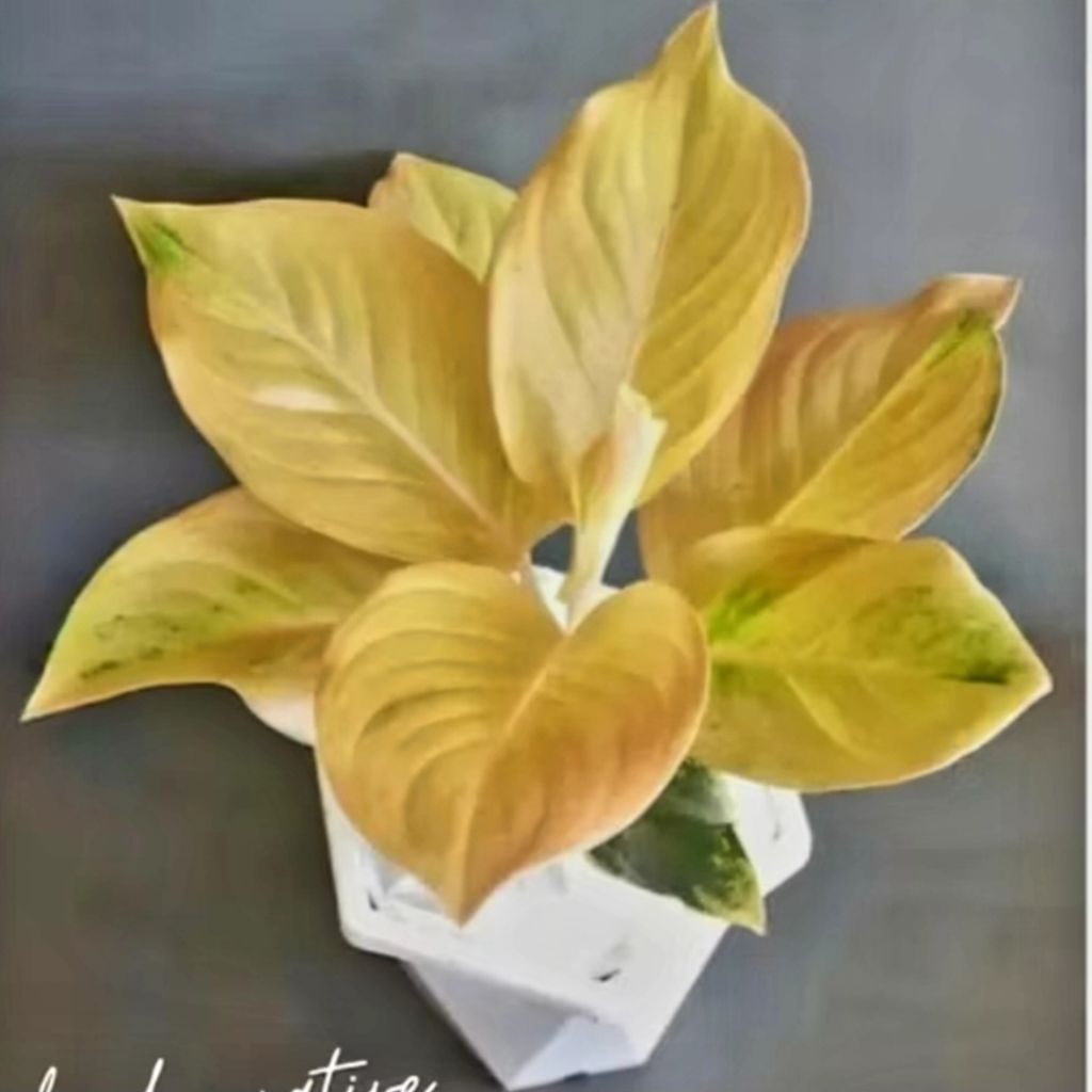 (GRATIS ONGKIR) Aglonema Golden Love Tanaman Hias Bunga Aglaonema Murah Merah BUKAN bonggol bibit - 