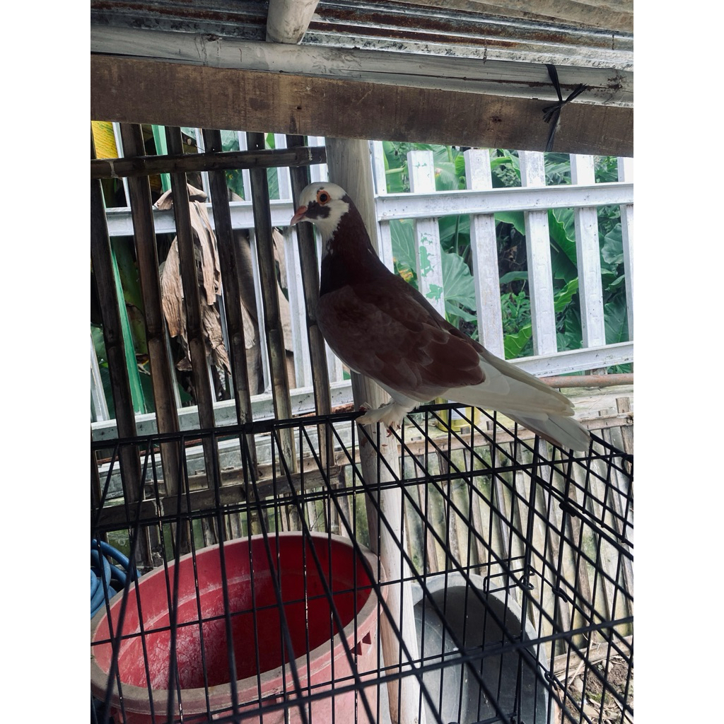 Burung Merpati Plontang jambros jantan