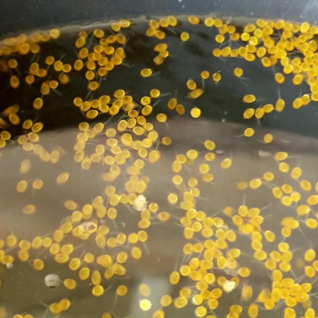 TELUR GURAME SOANG PAKET 1000 TELUR GURAME SOANG MURAH LARVA/TULUR BIBIT GURAME SOANG BERKUALITAS