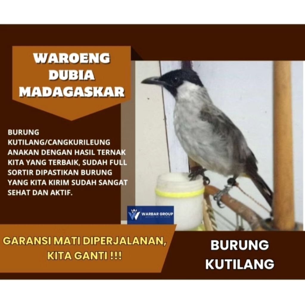 Burung kutilang/cangkurileng anakan/bahanan KUALITAS GRADE A ( GARANSI )