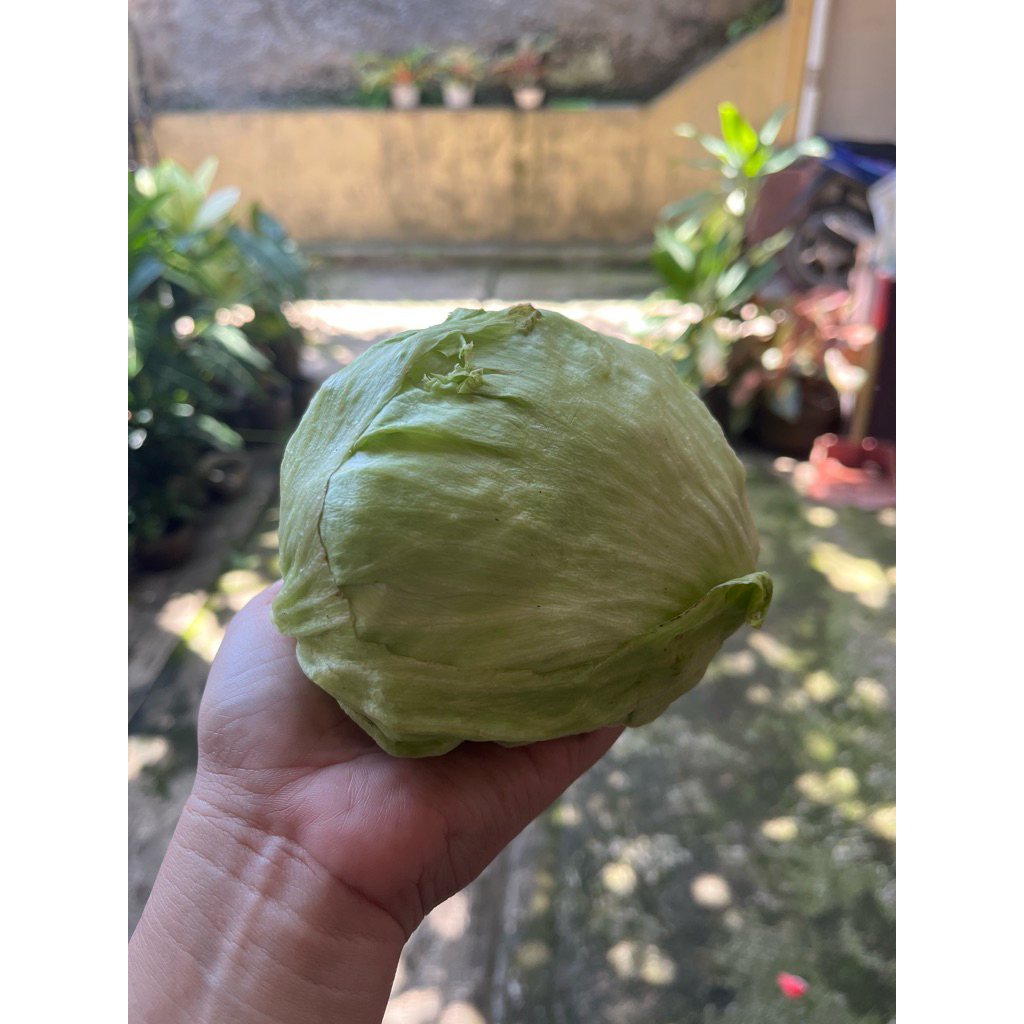 Head Lettuce sayuran kebab