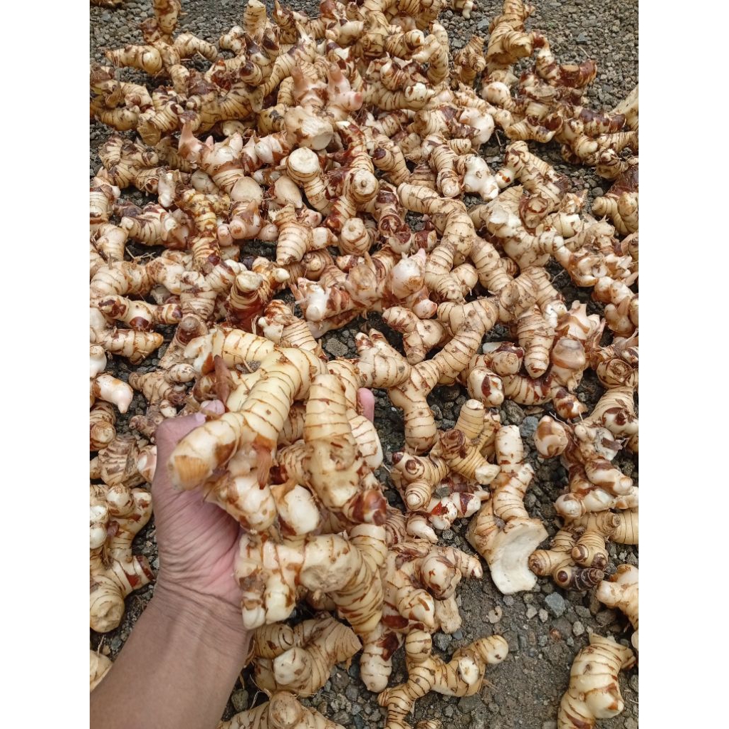 Lengkuas Putih Segar