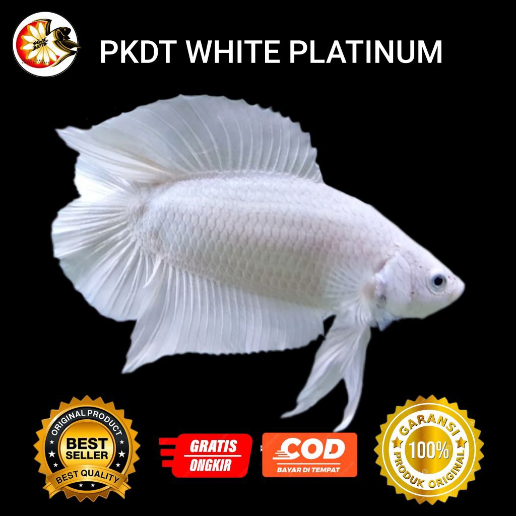 Cup4ng DTPK White Platinum Double Tail Plakat