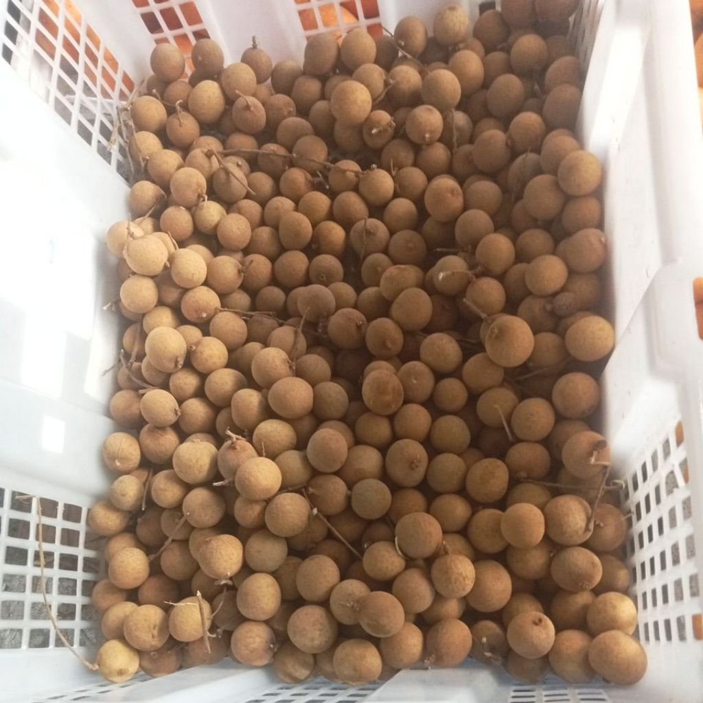 kelengkeng bangkok 1kg