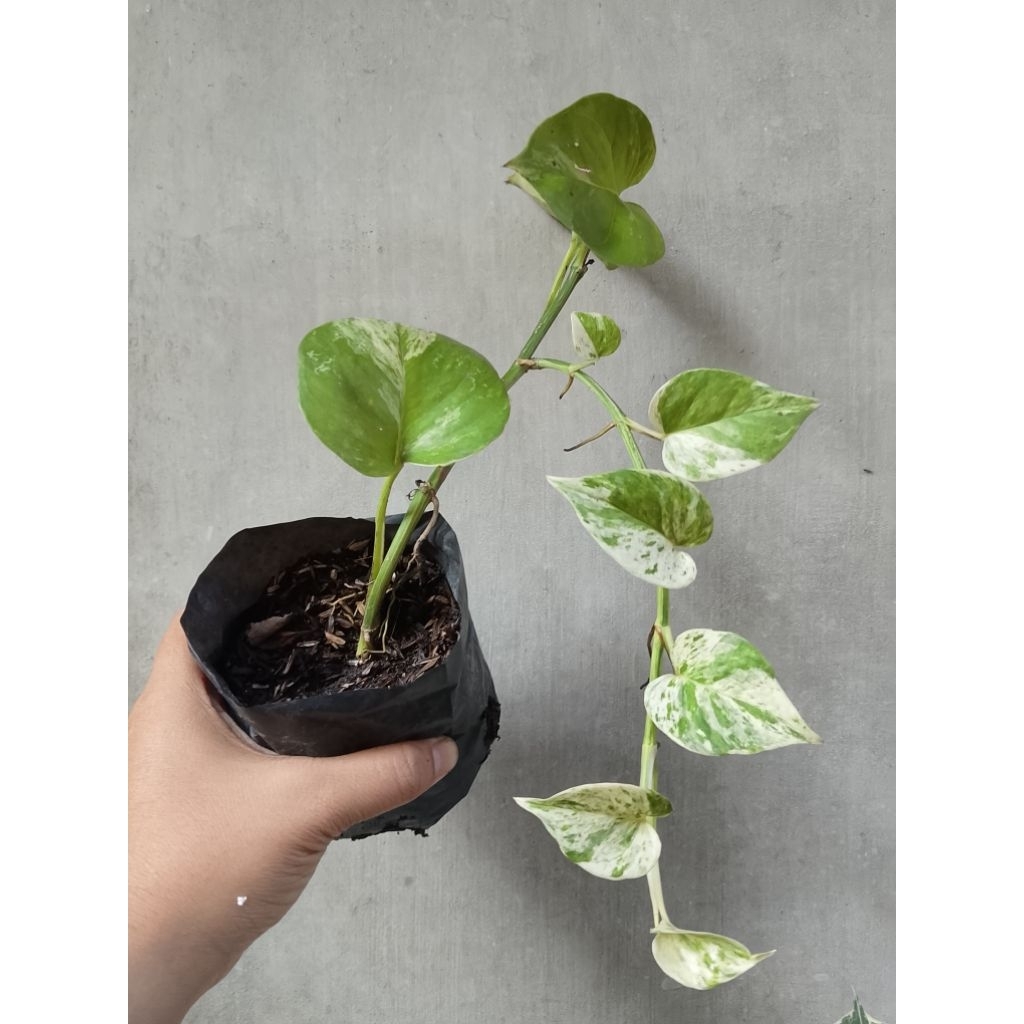 Tanaman Hias Sirih Manjula Koin Daun Ekonomis