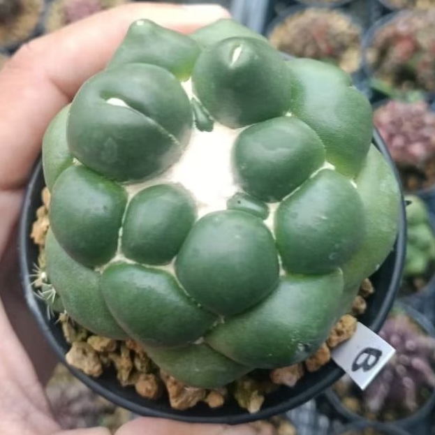 coryphanta inermis jumbo/coryphanta elephantidens/coryphantha/premium cactus/rare cactus