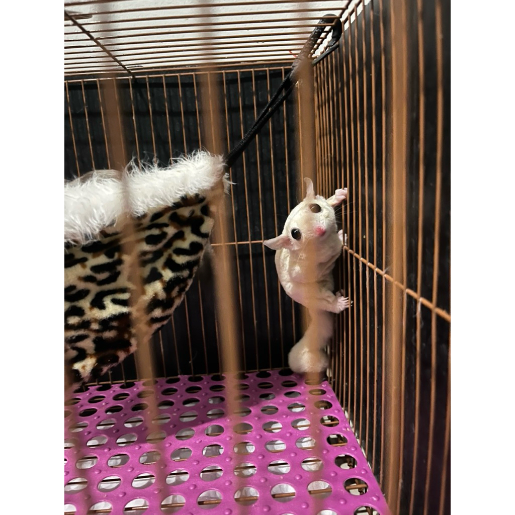 [Open Adopt] Sugar Glider Sepasang
