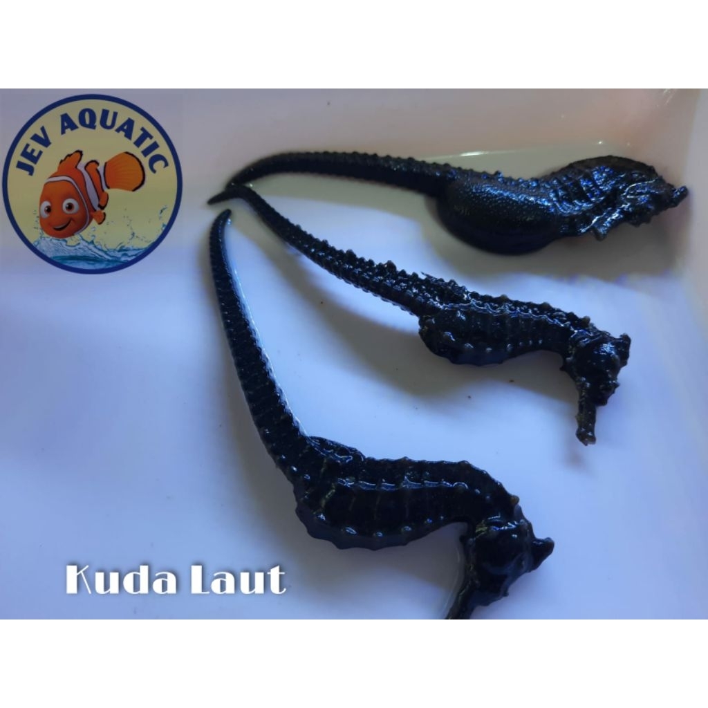 Kuda Laut