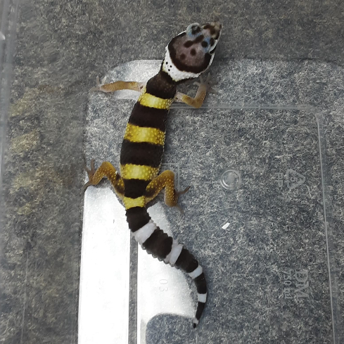 Leopard Gecko Baby Black Night | Gecko Sehat Aktif | Reptile Jinak Mudah Dipelihara