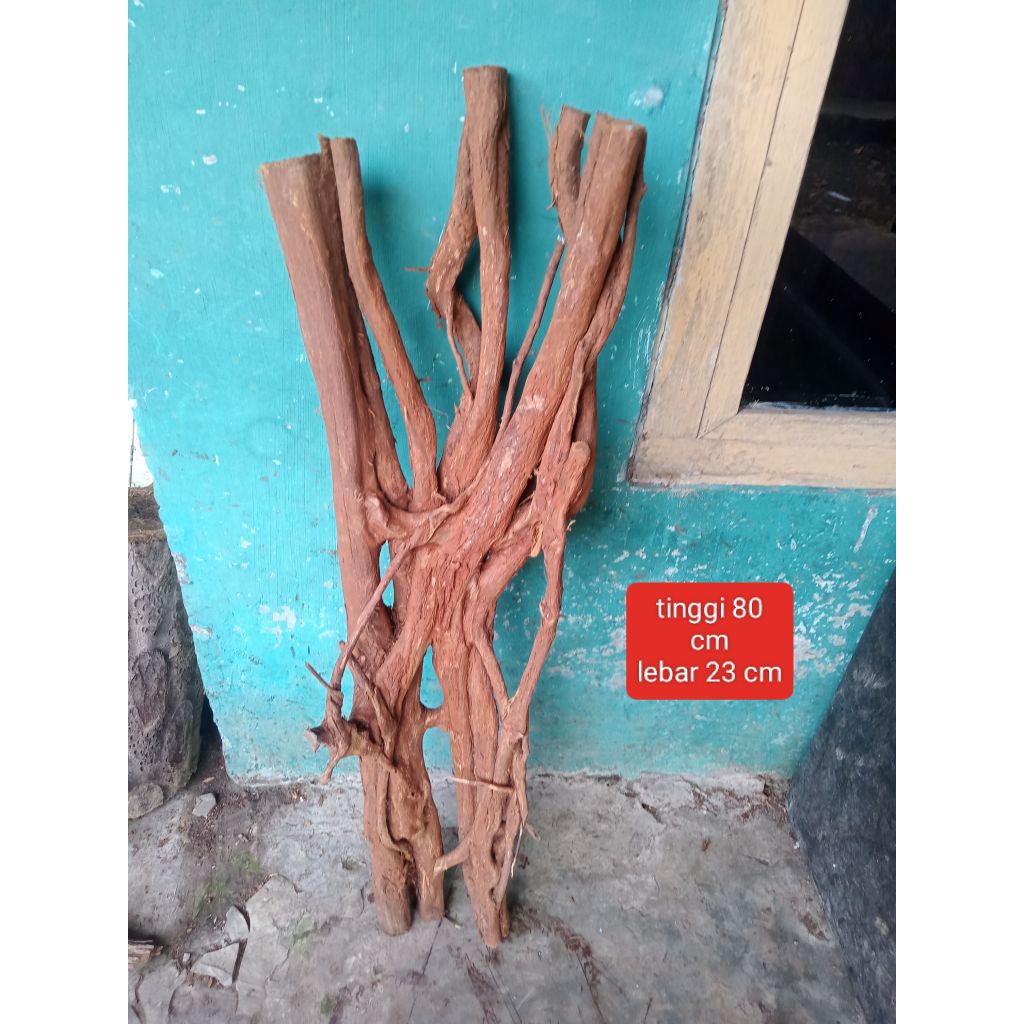 kayu santigi gunung dekorasi aquarium