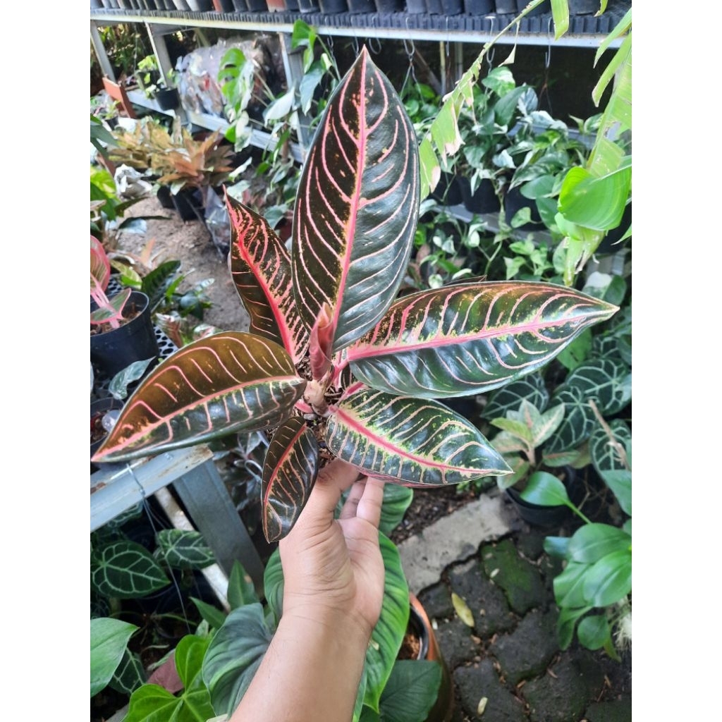 Aglonema Pride Of Sumatra