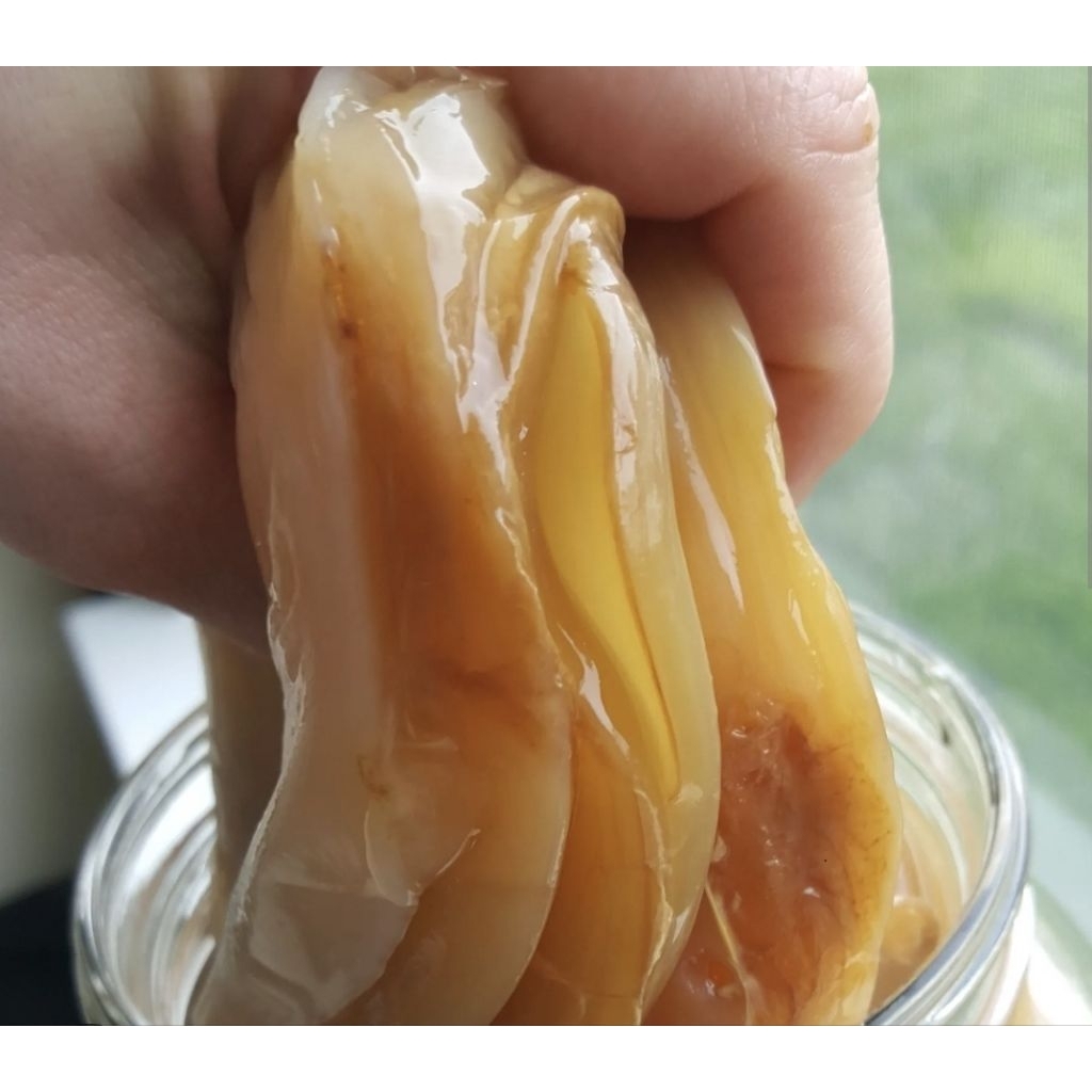 Scoby Kombucha