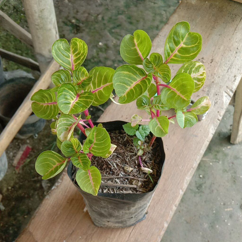 tanaman hias bayam bayaman