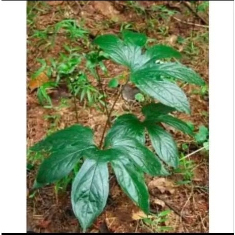 Bibit Tanaman Gadung Tikus