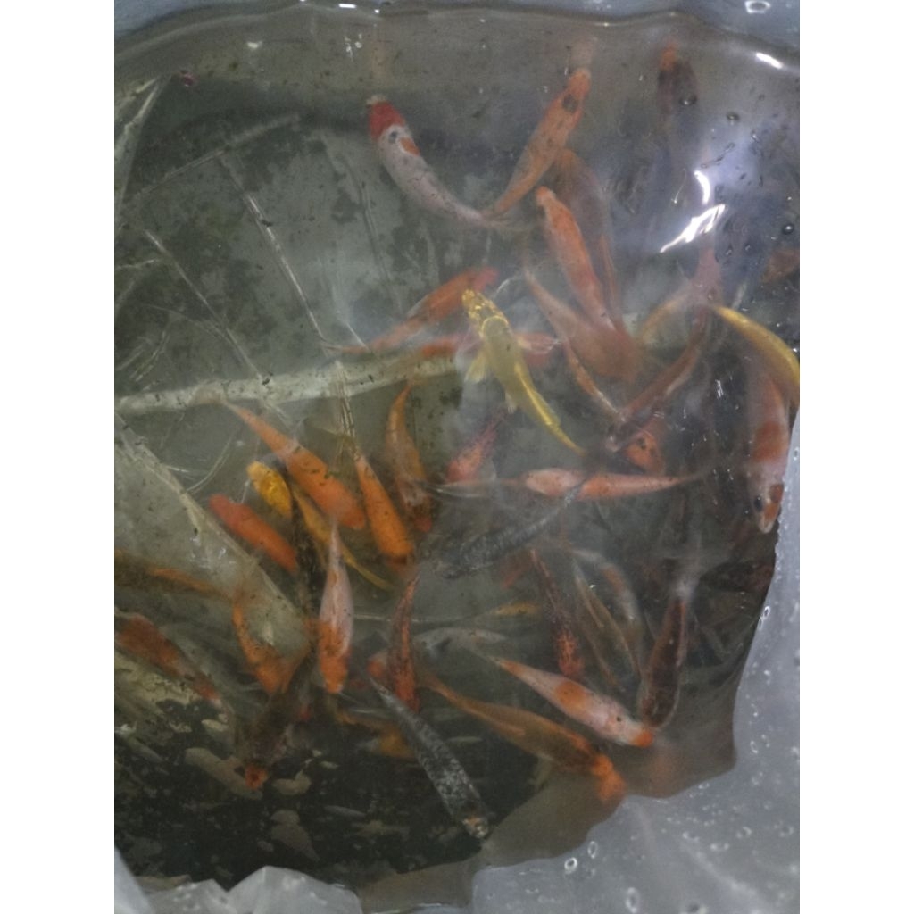 Bibit Koi Blitar Grade  6-8 CM