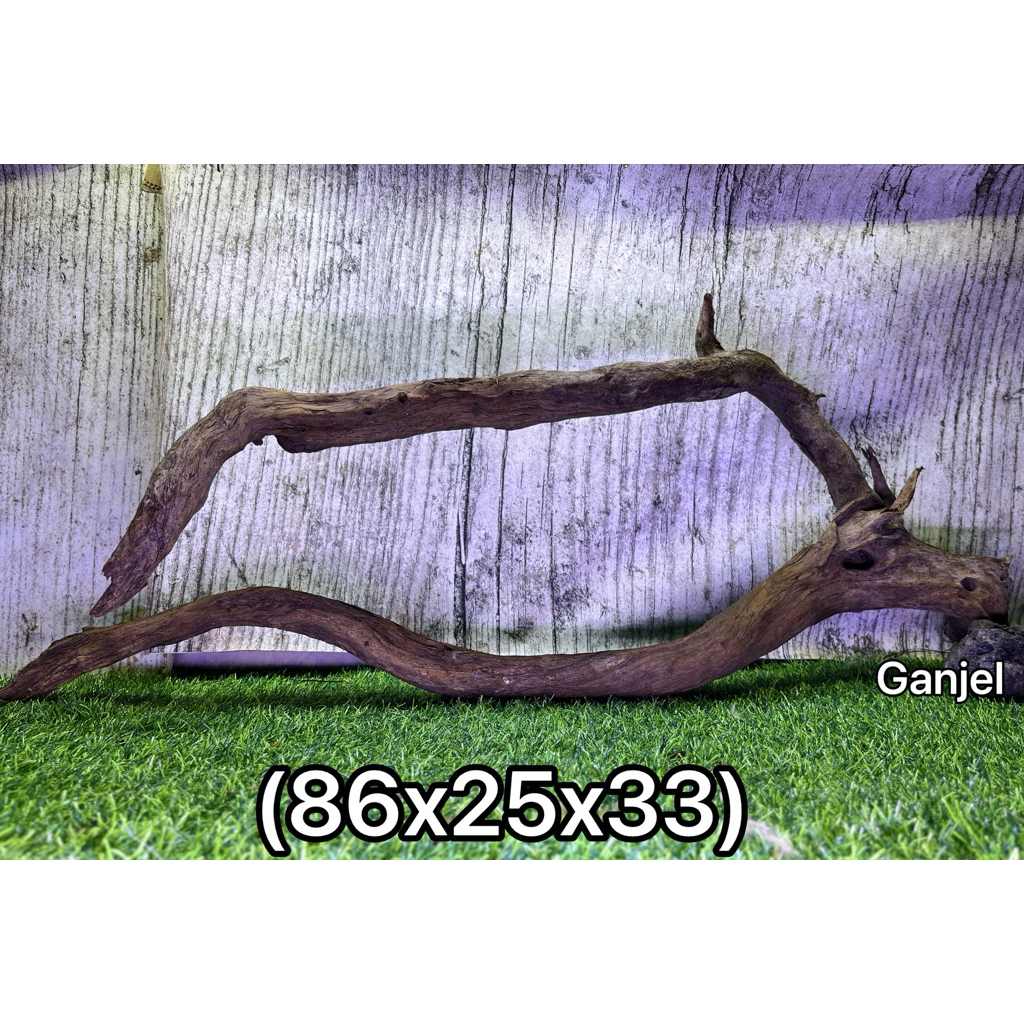 Kayu tenggelam santigi pasir SULAWESI uk 80-89 cm  (phempis acidula) berat > 2kg