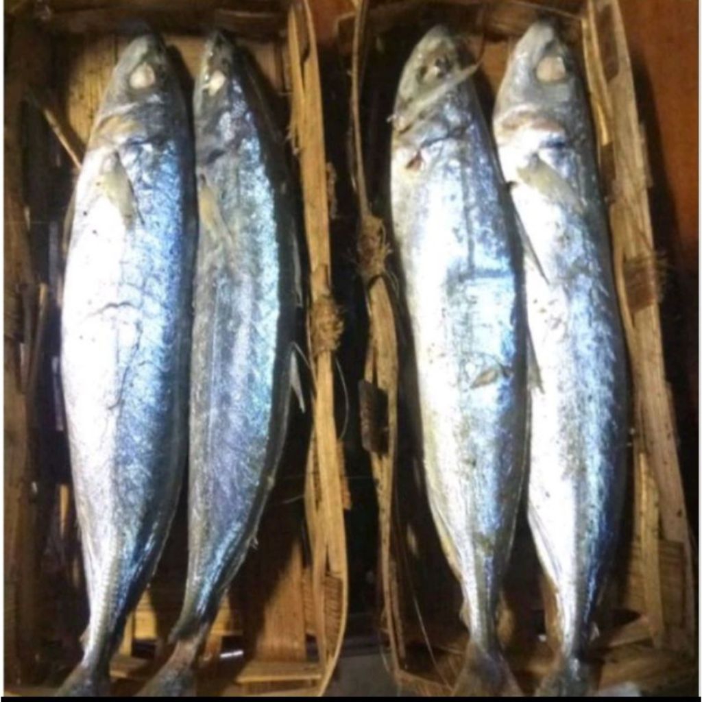 IKAN CUE SALMON KERANJANG/IKAN CUE KERANJANG LEGEND/IKAN CUE SEGAR