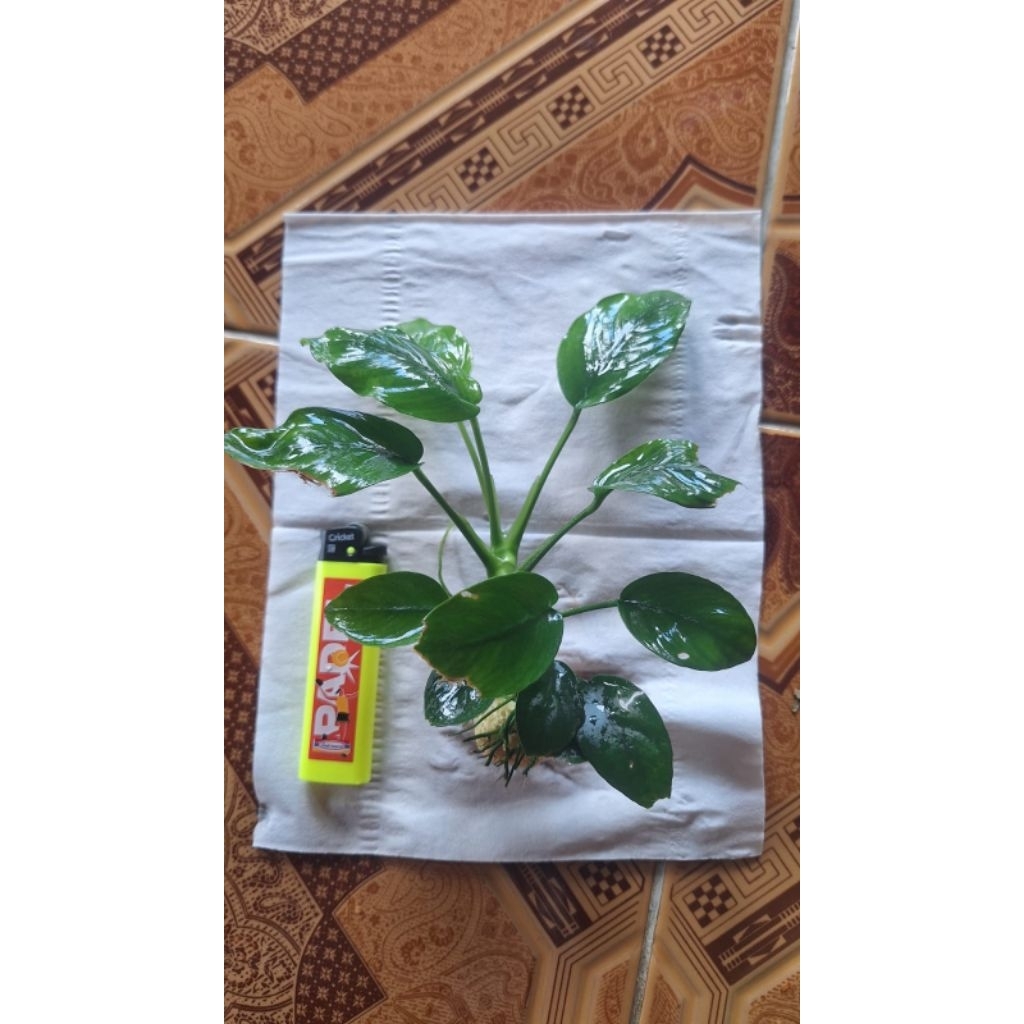 Anubias Pinto 3 Rizom & Anubias Nana 2 Rizom Borongan