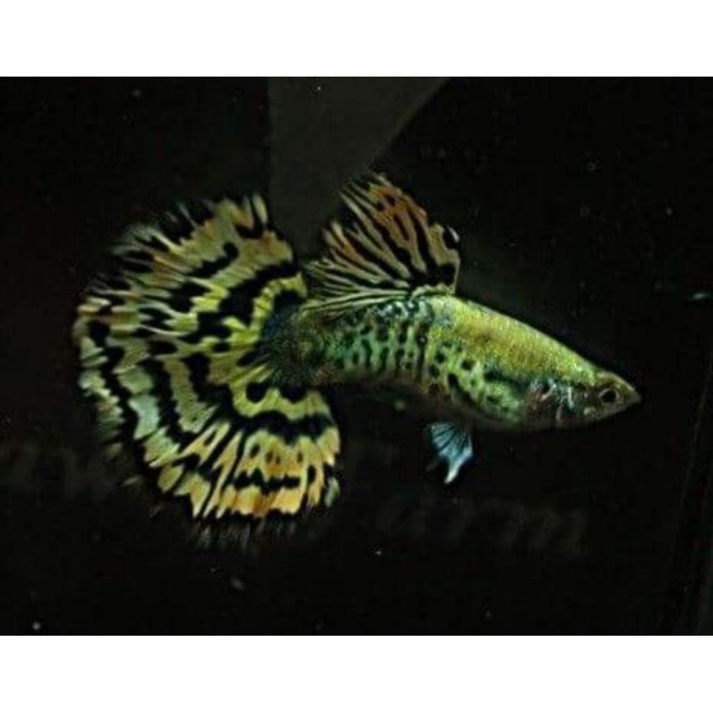 Guppy yellow leopard sepasang