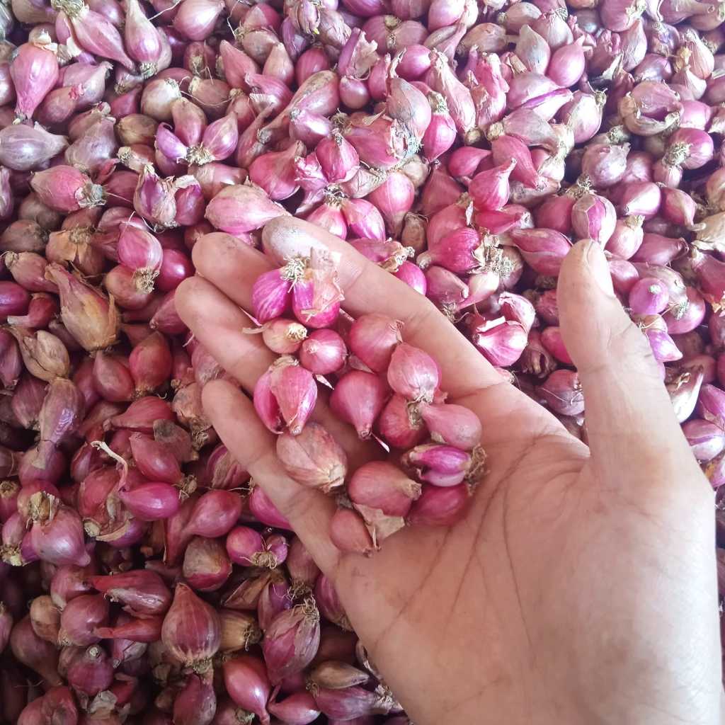 Bawang Merah Brebes kecil Kering 1kg/500gram Asli Petani Brebes