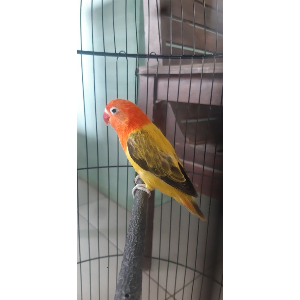 Lovebird biola euwing gold