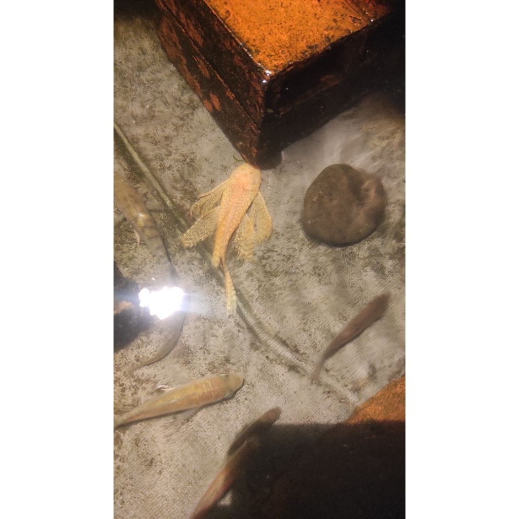 Brushmouth albino slayer pleco l144 sapu sapu