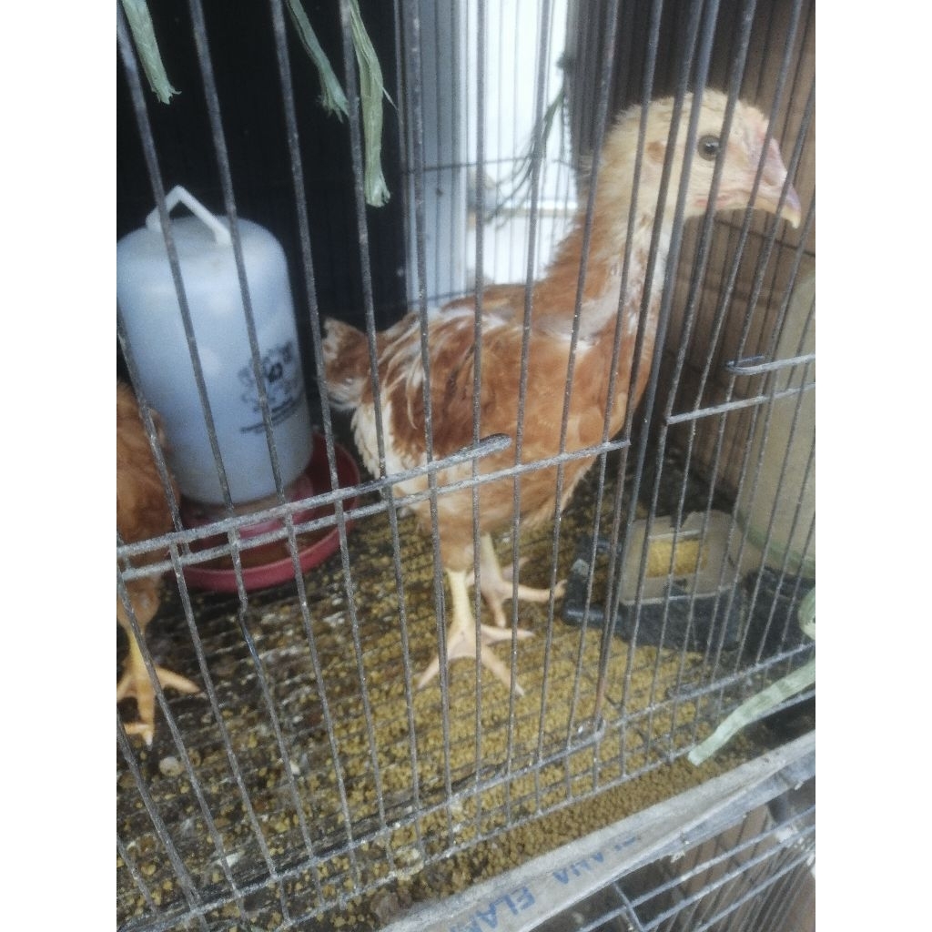 Ayam Petelur Umur 2 bulan