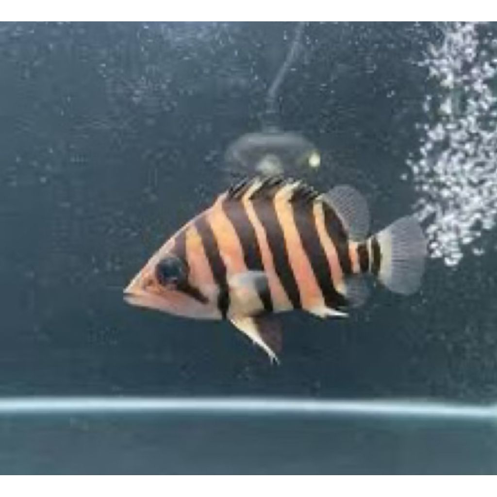 Datz Sumatra 4 Bar Simetris 6-7cm