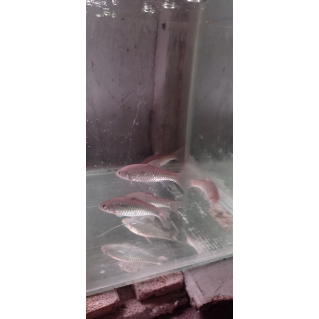 umpan galatama ikan hidup ikan predator hampala, baung,sidat, ikan laut dan air payau isi 20 biji