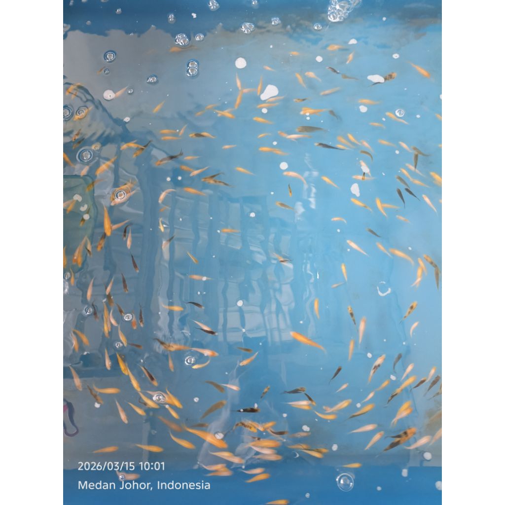 IKAN KOI BABY KOHAKU DAN SANKE INDUK IMPORT JEPANG SIZE 5-6CM