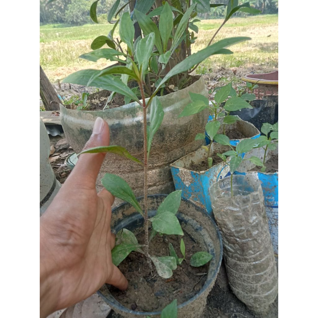 bibit Pohon daun Prasman / Genjik