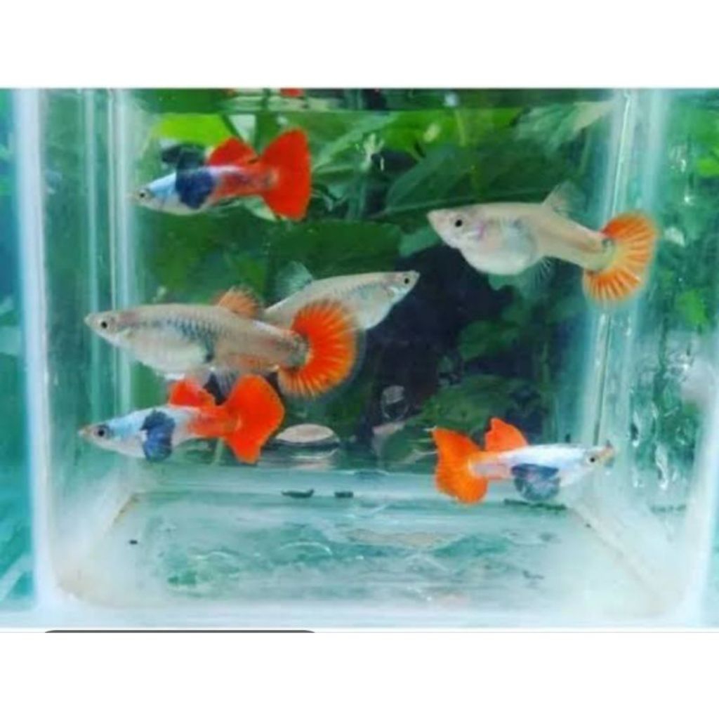 hiasan aquarium guppy PRTDE sepasang siap brol