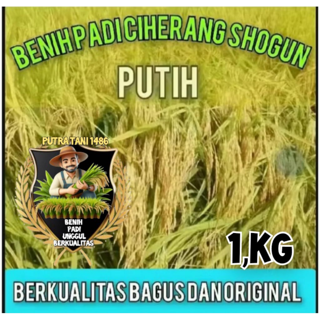 Benih Padi Ciherang Shogun Putih 1,kg Original