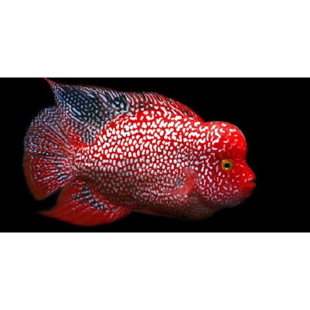 Cencu Ori Thailand Louhan Bigsize