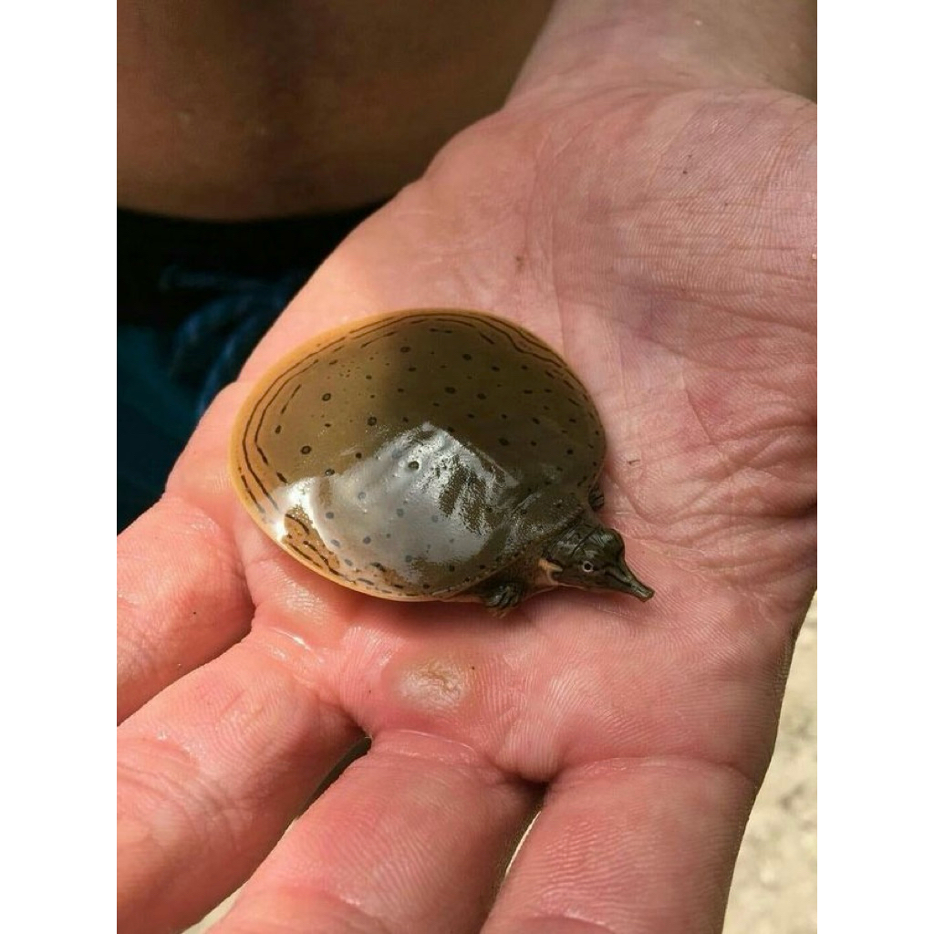 labi labi pelodiscus