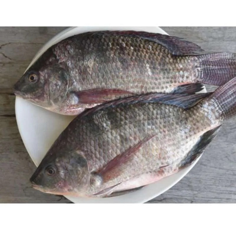 Ikan Nila Ukuran Besar 1Kg | Sayur Segar Medan