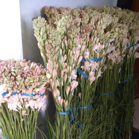 Bunga Tangkai Bunga Sedap Malam Wangi Segar