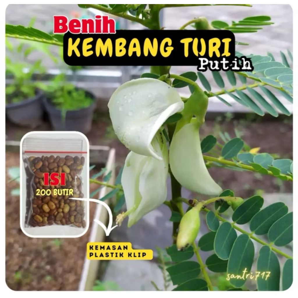 Benih bunga Turi putih kembang Turi kurleb 200biji