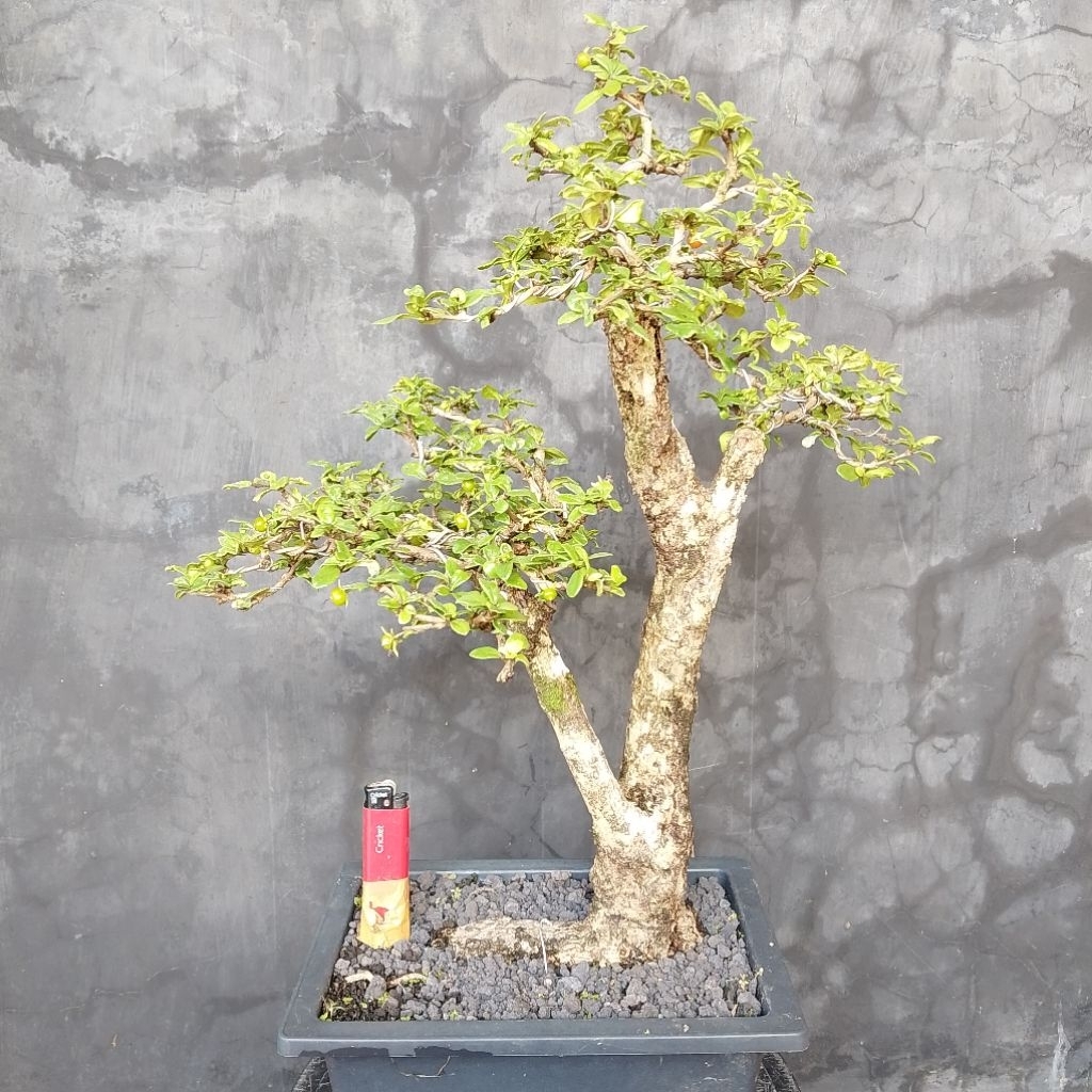 Bonsai medium hokiantea lokal