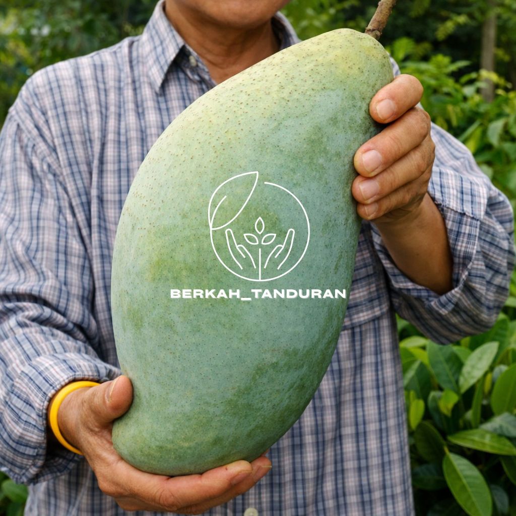 Bibit Mangga Mahatir Pohon Mangga Jumbo Siap Berbuah