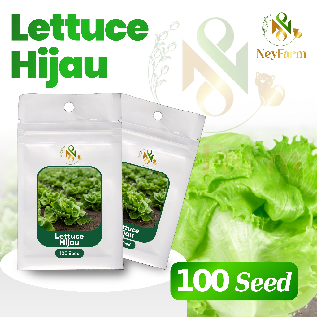 100 Benih Lettuce Hijau Georgia Selada Lettuce Hijau Benih Sayur - Benih Sayuran