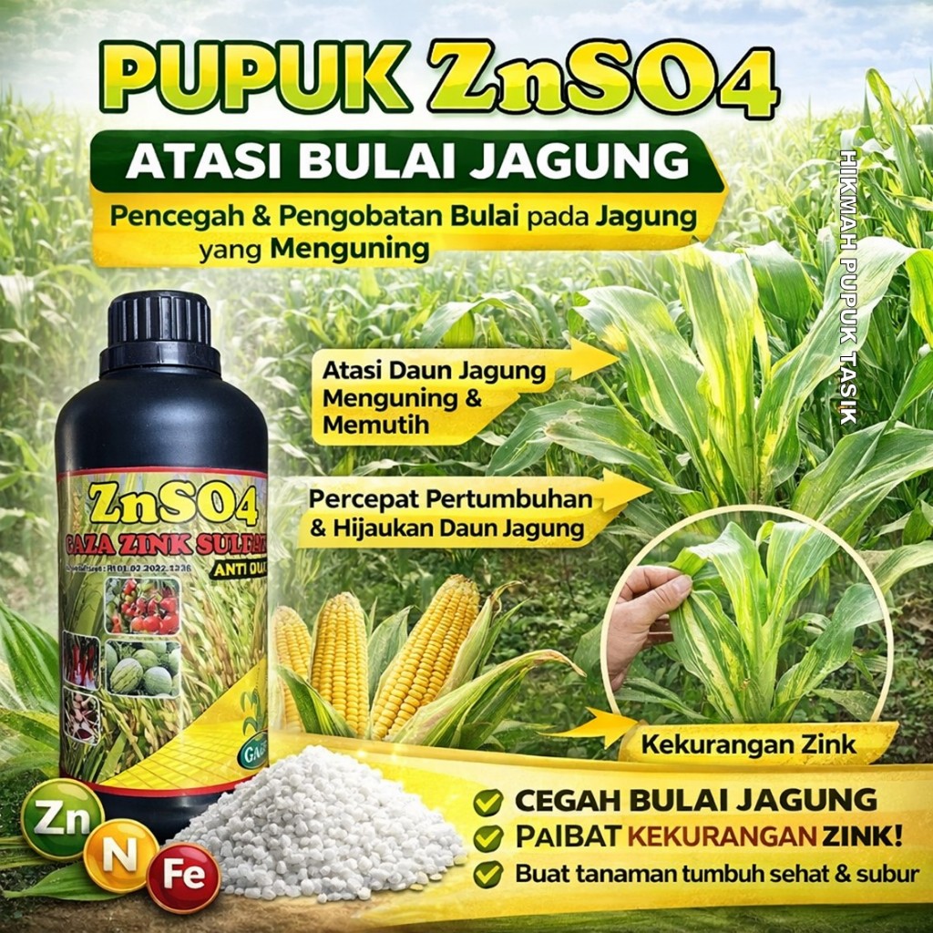 pupuk znso jagung, pupuk seng tanaman, atasi bulai jagung, nutrisi mikro jagung, pupuk penguat daun,