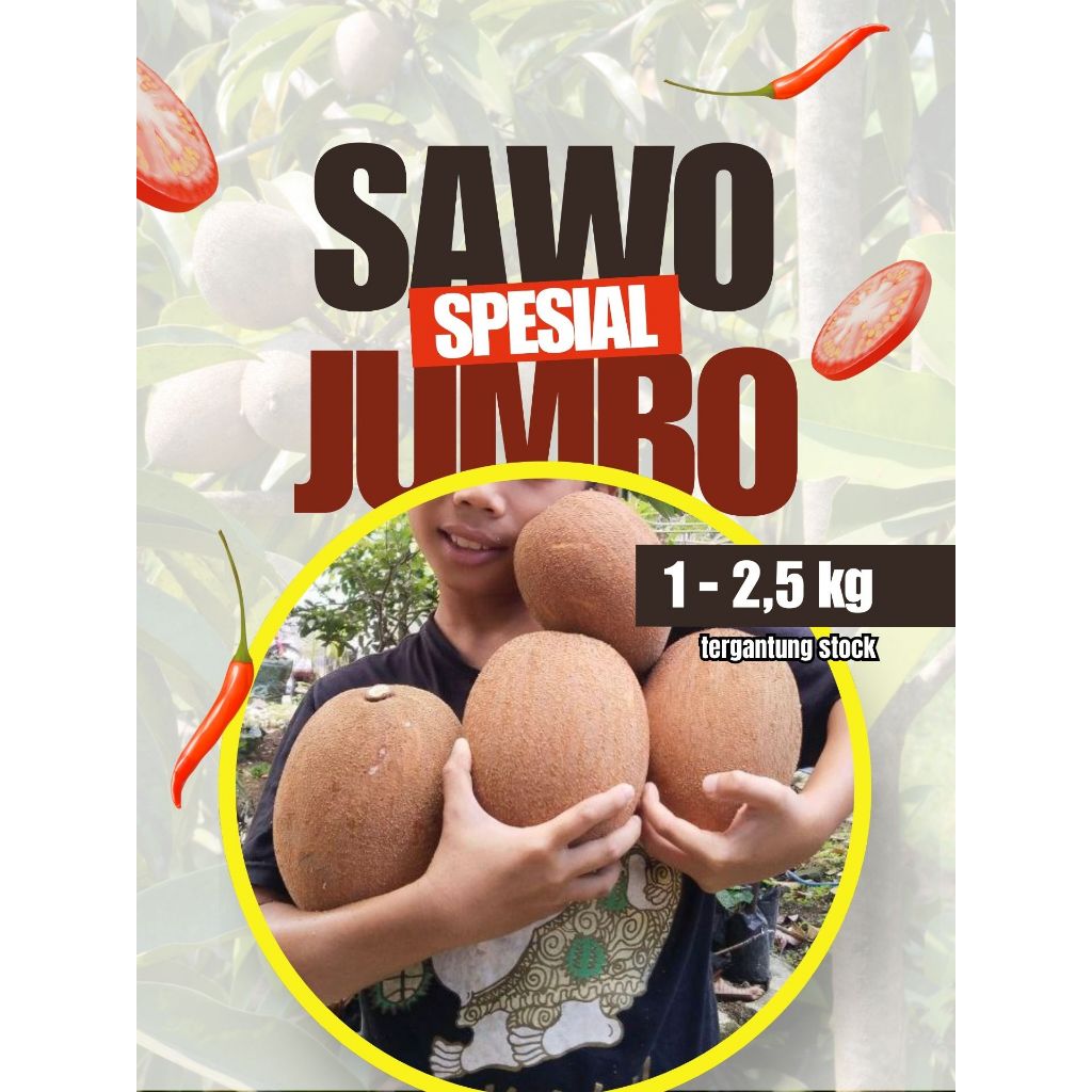 TERMANIS  Buah Sawo Jumbo Original, Buah Sawo Jumbo Organik
