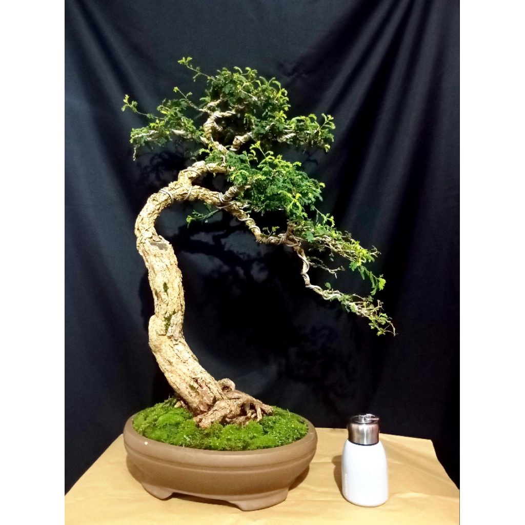 Bonsai asem saraf (Medium Bucin )