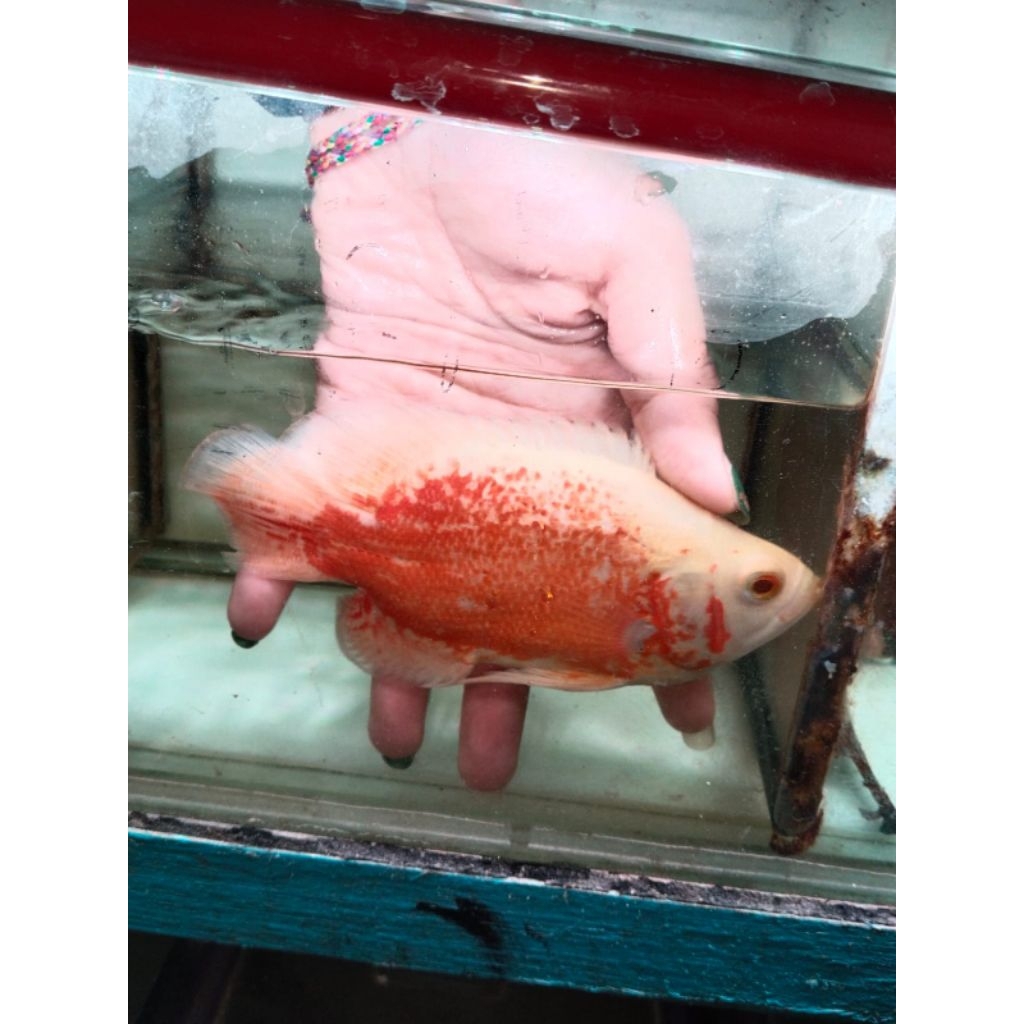 UNIQUE.PS-OSCAR TIGERRED SEMI SHORT BODY 13-14CM