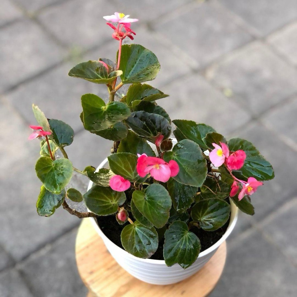Begonia bunga pink | Tanaman begonia bunga pink | Begonia plant