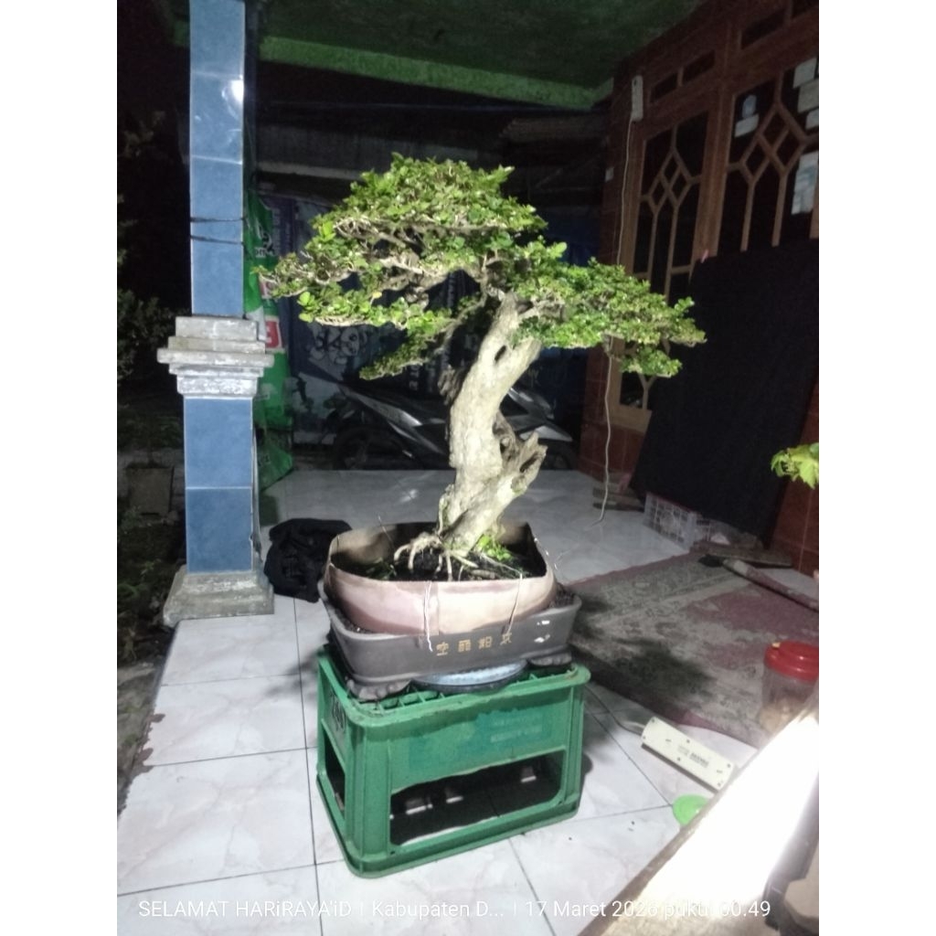 BONSAi WACANG