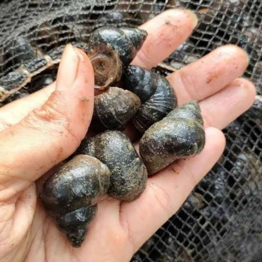 TUTUT HIDUP FRESH (Siput Sawah / Keraca) - Hidup & Bersih - Untuk Konsumsi Tinggi Protein, Pembersih