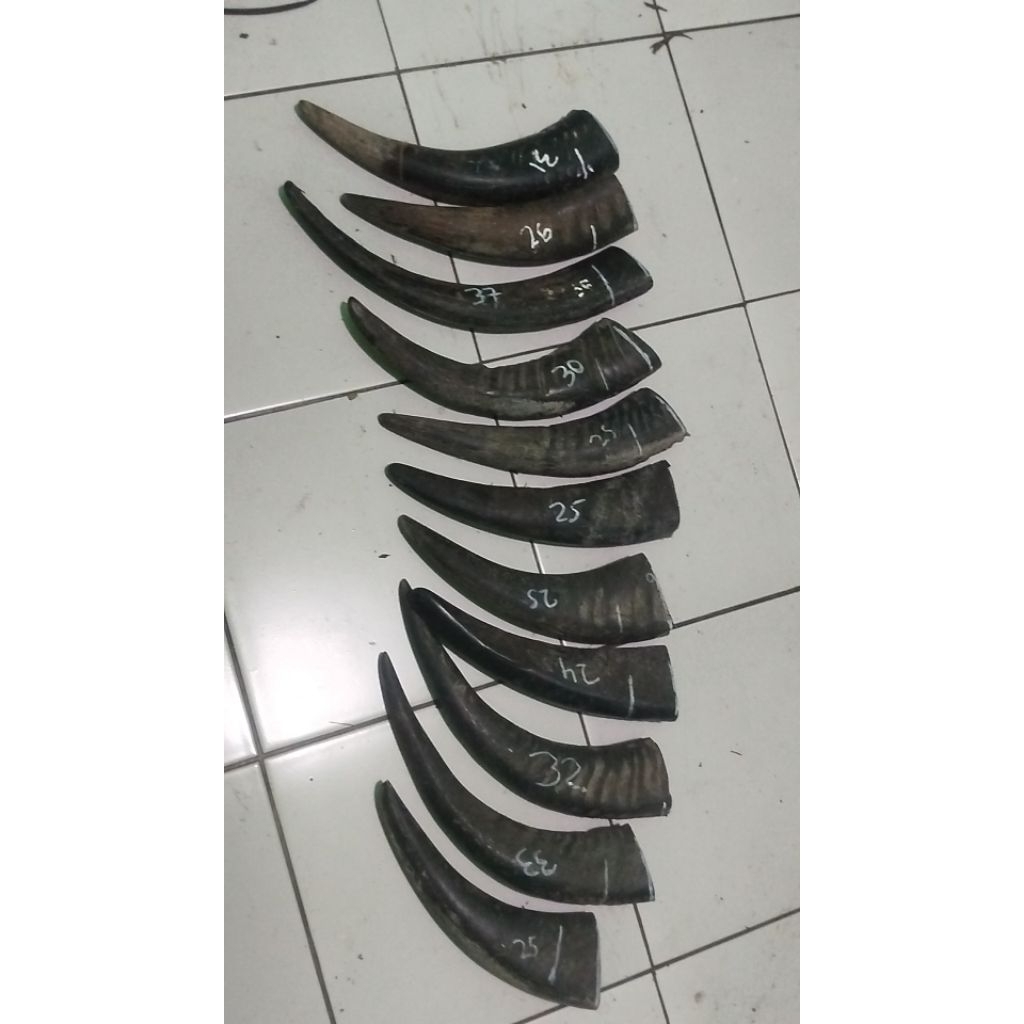 tanduk kerbau padatan